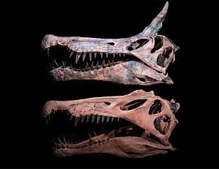 ПРОНАЂЕН ФОСИЛ НОВЕ ВРСТЕ ДИНОСАУРУСА - СПИНОСАУРУС