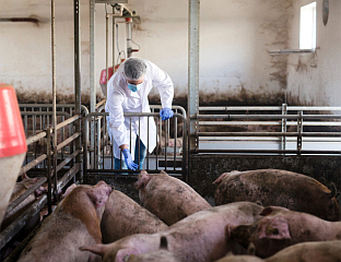 У КАТАЛОНИЈИ СВИЊСКИ ГРИП ПРЕНЕСЕН СА ОСОБЕ НА ОСОБУ