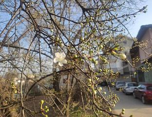 ПРВИ ЦВЈЕТОВИ МАМЕ ПАЖЊУ ПРОЛАЗНИКА