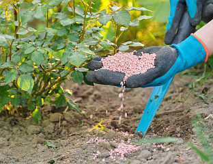 КОД ПРИХРАНЕ СТРНИХ ЖИТА КОРИСТИТИ МИНЕРАЛНА ЂУБРИВА НА БАЗИ КАН-а