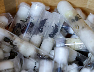 УХАПШЕН ЗБОГ КРИЈУМЧАРЕЊА 2.000 ЖИВИХ МРАВА