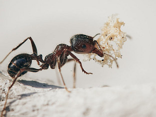 ОПАСНА ВРСТА МРАВА ШИРИ СЕ ЕВРОПОМ И АМЕРИКОМ