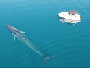 ПОЧЕЛА СЕЗОНА ЛОВА НА КИТОВЕ