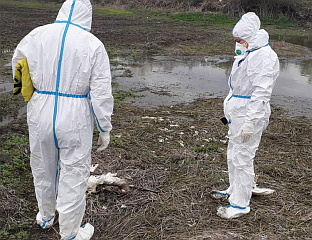 УГИНУЛИ ЛАБУДОВИ У БАРДАЧИ НЕГАТИВНИ НА ПТИЧЈИ ГРИП