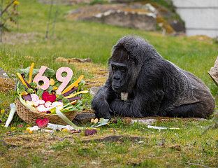 НАЈСТАРИЈА ГОРИЛА НА СВИЈЕТУ ПРОСЛАВИЛА 69. РОЂЕНДАН