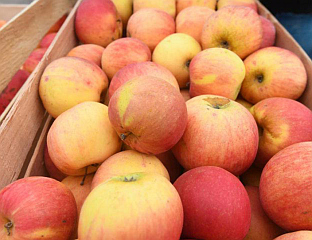 КОШАРАЦ: РУСИЈА ОДОБРИЛА УВОЗ ЈАБУКА И КРУШАКА ИЗ РЕПУБЛИКЕ СРПСКЕ