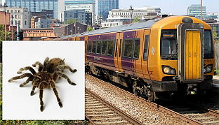 ЖЕНА ЗАБОРАВИЛА 20 ТАРАНТУЛА У ВОЗУ