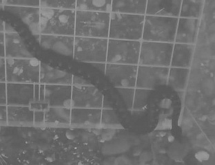 НЕОПХОДАН ОПРЕЗ ЗБОГ УОЧЕНИХ ЗМИЈА ОТРОВНИЦА У БЛИЗИНИ ШКОЛЕ