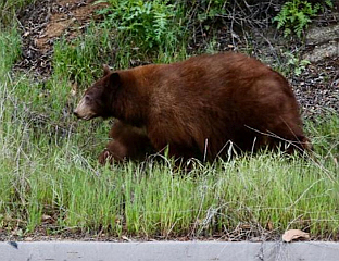 МЕДВЈЕД НАПАО ВАТРОГАСЦА И ПОЛИЦАЈЦА НА СЈЕВЕРУ ЈАПАНА