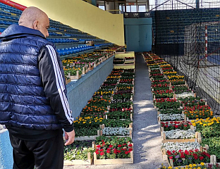 ГРАД ОБЕЗБИЈЕДИО 12.100 САДНИЦА, ПОЧЕЛА ПОДЈЕЛА