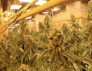 ОТКРИВЕНА ФАРМА КАНАБИСА У БИВШЕМ РУДНИКУ ЦИНКА