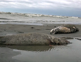 БРОЈ МРТВИХ ФОКА НА ОБАЛИ КАСПИЈСКОГ МОРА ДОСТИГАО 300