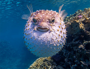 POISONOUS FISH FOUND IN CROATIA CONTINUES TO SPREAD