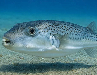 СРЕБРНОБРАЗИ НАПУХАЧ - НОВА ОПАСНОСТ У ВОДАМА СРЕДОЗЕМНОГ МОРА