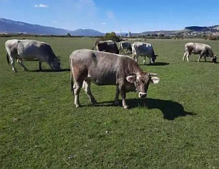 PROJECT TO PRESERVE INDIGENOUS BREEDS AND PROMOTE DAIRY AND MEAT PRODUCTS LAUNCHED