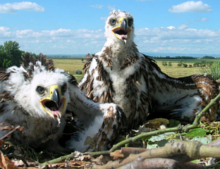 FOUR YOUNG IMPERIAL EAGLES TAGGED FOR MONITORING