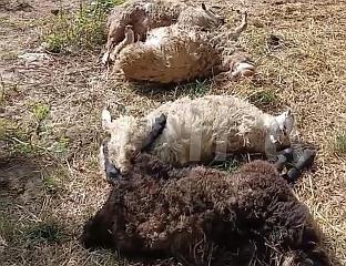 ПСИ ЛУТАЛИЦЕ ЗАКЛАЛИ ЧЕТИРИ ОВЦЕ У БОЉАНИЋУ