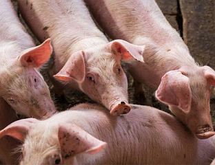 AFRICAN SWINE FEVER DETECTED IN TWO HOUSEHOLDS IN THE VILLAGE OF GRADAC