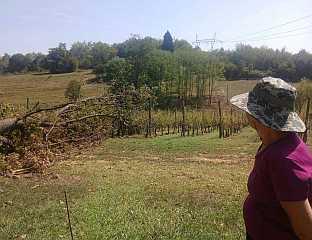 MAJOR STORM DAMAGE, CLAIMS BEING COLLECTED FOR ASSESSMENT; 90 PERCENT OF CROP DESTROYED AT FAZAN WINERY