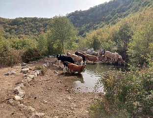ДОПРЕМЉЕНА ВОДА ЗА СTОКУ У TРЕБИЊСКИМ СЕЛИМА - ПОМОЋ МАНАСТИРА ОСТРОГ И ОПШТИНЕ НИКШИЋ