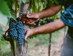 GRAPE HARVEST EVEN BETTER THAN LAST YEAR, EXCELLENT QUALITY
