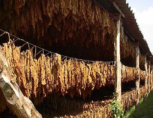 ПРОИЗВОДЊА ДУВАНА  МАЊА  ЈЕР НЕМА ОРГАНИЗОВАНОГ ОТКУПА