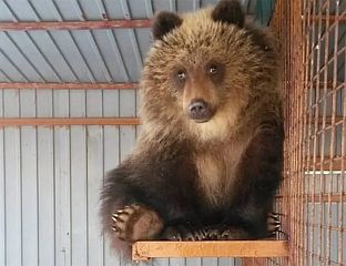 ЖЕНА КАЖЊЕНА ЗА ИЗАЗИВАЊЕ ПАНИКЕ СЛИКОМ МЕДВЈЕДА ГЕНЕРИСАНОМ ВЈЕШТАЧКОМ ИНТЕЛИГЕНЦИЈОМ