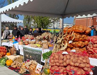 СУТРА ДАНИ РОГАТИЧКОГ КРОМПИРА И РОМАНИЈСКОГ СКОРУПА