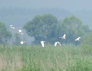 МОЧВАРА ЈЕЈАХУ УВРШТЕНА НА ЗЕЛЕНУ ЛИСТУ