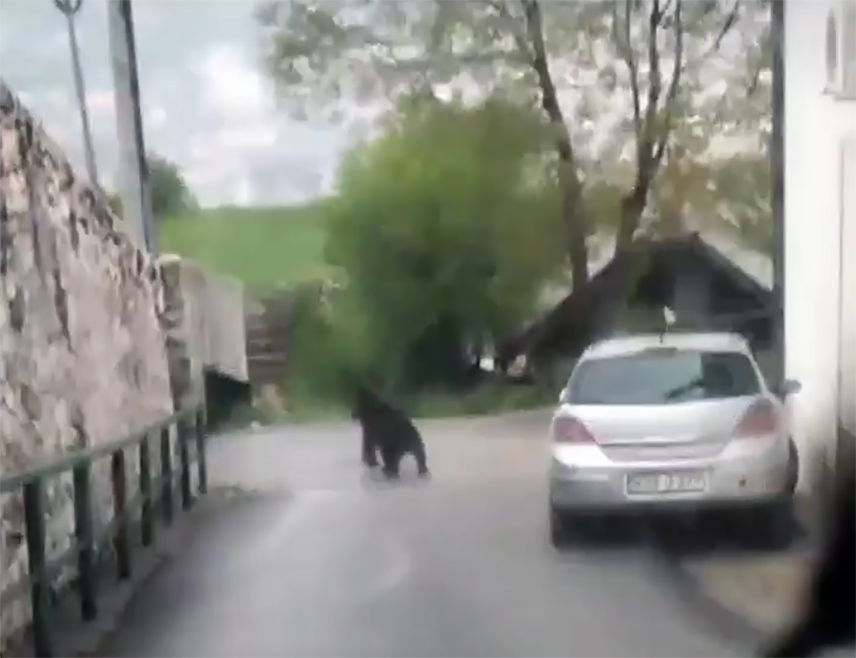 САРАЈЕВО, 18. МАЈА /СРНА/ - Припадници Ловачког друштва "Стари Град" безбједно су удаљили медвједа који је у јутарњим часовима лутао у сарајевском насељу Вратник, потврђено је Срни у кантоналном Министарству унутрашњих послова /МУП/.