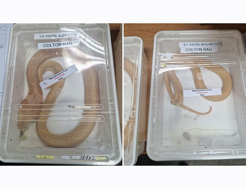 ЗАГРЕБ, 2. ЈАНУАРА /СРНА/ - Цариници су на аеродрому у Загребу спријечили покушај незаконитог увоза двије кобре које су у Хрватску стигле из САД.