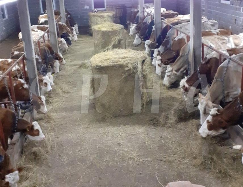 СОКОЛАЦ, 17. ЈАНУАРА /СРНА/ - Соколачки произвођачи предали су мљекарама лани 3.391.378 литара сировог млијека, што је више од рекордне количине у 2022. године, када је откупљивачима испоручено 3.347.207 литара, изјавио је Срни виши стручни сарадник за пољопривреду у општини Соколац Славиша Кнежевић.