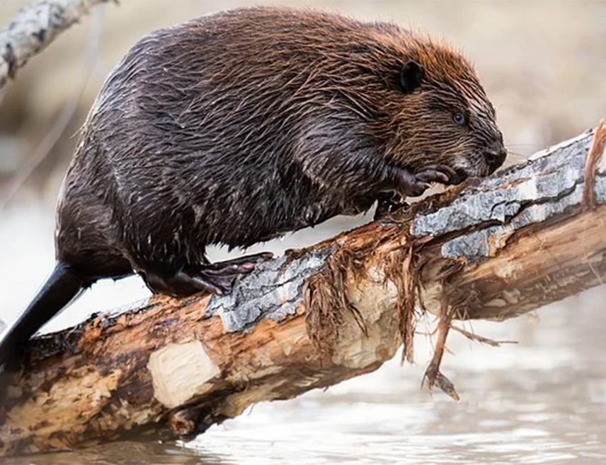 ПРАГ, 3. ФЕБРУАРА /СРНА/ - Даброви су изградили брану у заштићеном подручју у чешким Брдима коју су планирале да поставе локалне власти и тако су уштедјели држави око 1,2 милиона евра.