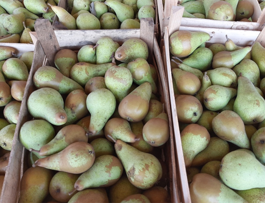 САРАЈЕВО, 21. ФЕБРУАРА /СРНА/ - Агенција за безбједност хране БиХ обавијештена је да је на граници Хрватске одбијен увоз двије пошиљке крушака поријеклом из БиХ, јер је утврђено присуство недозвољене супстанце фосмет.