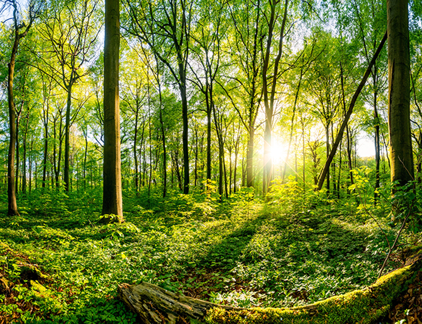 БАЊАЛУКА, 20. МАРТА /СРНА/ - Шуме и шумско земљиште заузимају 53 одсто од укупне површине Републике Српске, речено је Срни у Министарству пољопривреде, шумарства и водопривреде Српске, поводом, 21. марта, Свјетског дана шума.