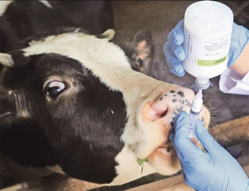 САРАЈЕВО, 2. АПРИЛА /СРНА/ - Канцеларија за ветеринарство БиХ од данас ће почети са реализацијом хитних превентивних мјера с циљем спречавања уноса и ширења болести слинавке и шапа у Републику Српску, Федерацију БиХ и Брчко дистрикт.