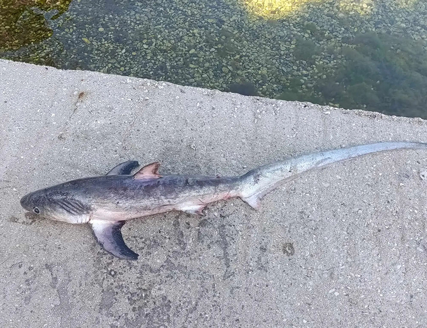 НЕУМ, 10. АПРИЛА /СРНА/ - Неумски рибар уловио је случајно младог морског пса лисицу, од 3,2 килограма, који је заштићена врста.