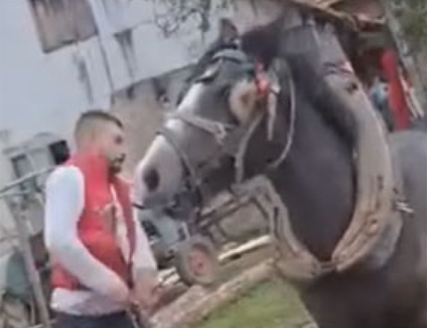 ПРИЈЕДОР, 14. АПРИЛА /СРНА/ - Полиција је идентификовала два лица из Приједора и једно из Новог Града која се доводе у везу са видео-снимком објављеним на друштвеним мрежама на којем се види како штапом туку коња.