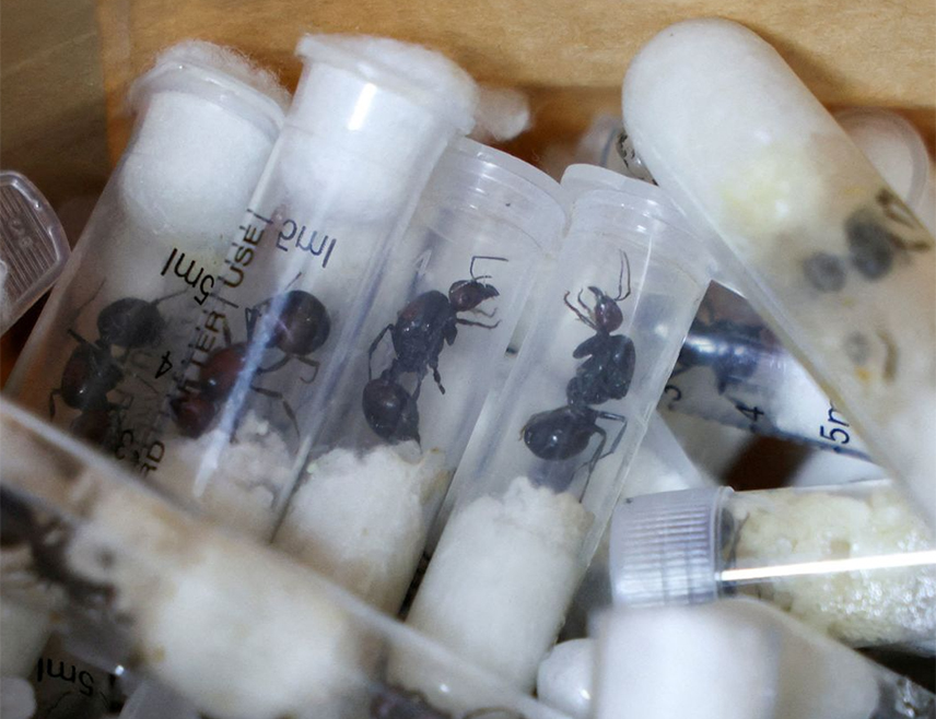 БРИСЕЛ, 16. АПРИЛА /СРНА/ - Два Белгијанца, Кенијац и Вијетнамац ухапшени су због кријумчарења дивљих врста, након што су кенијске власти код њих пронашли мраве које су хтјели да прокријумчаре на тржиште Европе и Азије.