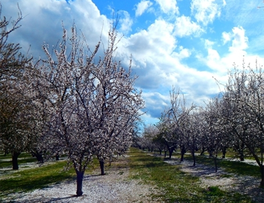 БИЈЕЉИНА, 4. МАЈА /СРНА/ - Воћни засади у Семберији претрпјели су штету због мразева у периоду цвјетања и обилних падавина, што ће знатно смањити принос, рекла је Срни агроном Гордана Гајић.