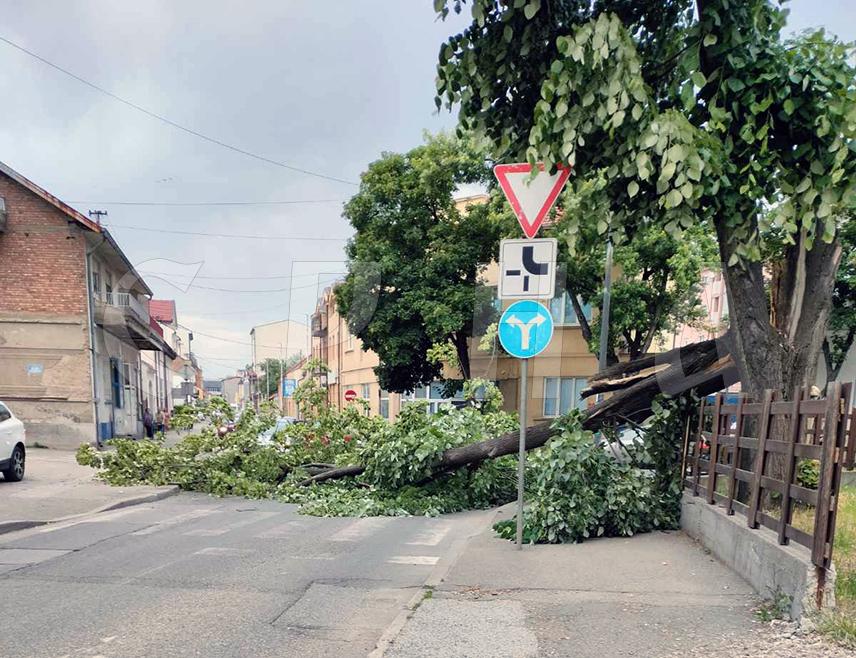 БИЈЕЉИНА, 15. МАЈА /СРНА/ - У Бијељини се поподне на саобраћајницу срушило стабло, које су убрзо потом уклонили бијељински ватрогасци.