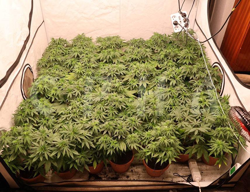 БРЧКО, 28. МАЈА /СРНА/ - Полиција Брчко дистрикта ухапсила је данас два лица због сумње да су починила кривично дјело неовлаштена производња и стављање у промет дрога, саопштила је полиција.