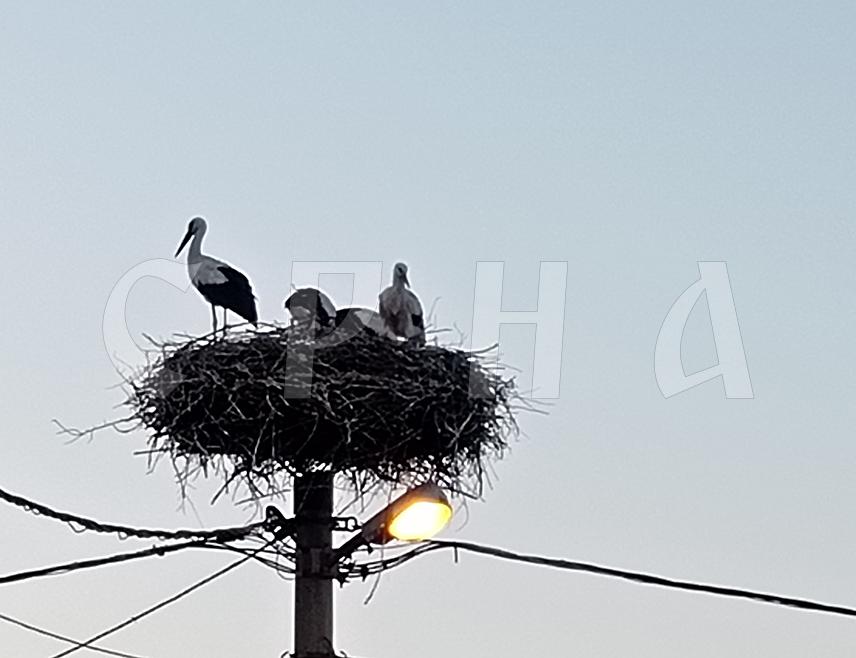 СОКОЛАЦ, 4. ЈУЛА /СРНА/ - На Соколац се  већ десетак година враћају роде, а ове године мјештани су примијетили да у гнијездима има више птића него раније.