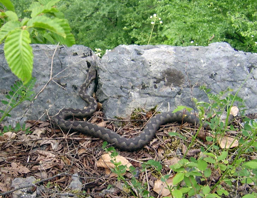ПАЛЕ, 5. ЈУЛА /СРНА/ - На територији Републике Српске и БиХ постоји око 14 врста змија међу којима су отровне поскок, шарка и шарган, док остале, попут смукуље или бјелоушке нису опасне за људе, рекао је Срни ветеринар Срђан Вученовић.
