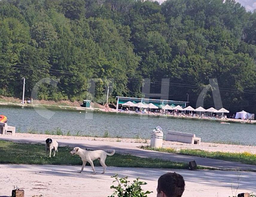 БАЊАЛУКА, 21. ЈУЛА /СРНА/ - Језеро у туристичко-рекреативном центру "Мањача" у љетним данима оаза је спаса од врућина за многе Бањалучане, којима друштво прави и велики број паса луталица.