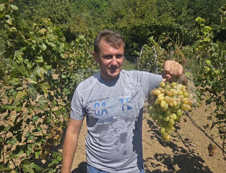 FOČA, SEPTEMBER 11 /SRNA/ - On the right bank of the Ćehotina River, about seven kilometers upstream from Foča, lies a vineyard that is unusual and unique in many ways, planted with Russian and Ukrainian grape varieties, and it was established out of curiosity and as a hobby by Srebrenko Kunarac, a great enthusiast of viticulture.
