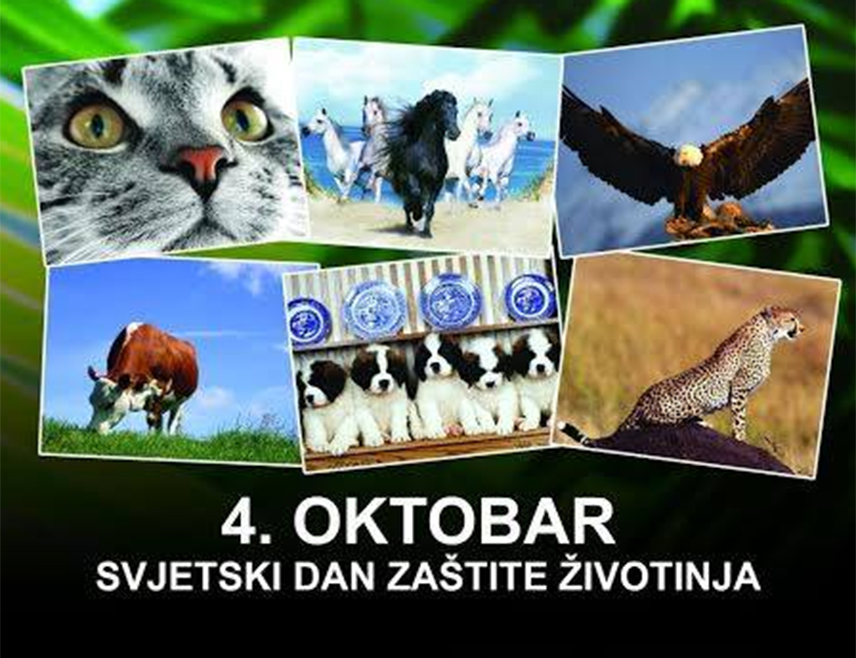 БИЈЕЉИНА, 4. ОКТОБРА /СРНА/ - Свјетски дан животиња који се обиљежава сваког 4. октобра од 1931. године, познат и као Међународни дан заштите животиња, посвећен је правима животиња и очувању животињског биодиверзитета.