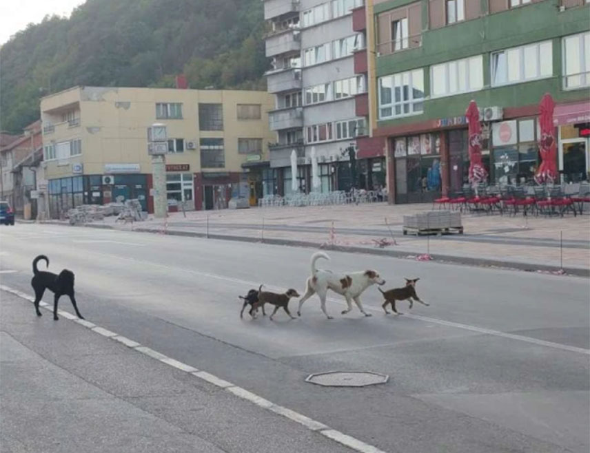 ГОРАЖДЕ, 29. ОКТОБРА /СРНА/ - Неколико стотина грађана у Горажду окупило се данас испред Градске управе тражећи да се ријеши проблем са псима луталицама и уведе ванредно стање након што је једна луталица напала осмогодишњег дјечака и тешко га повриједио.