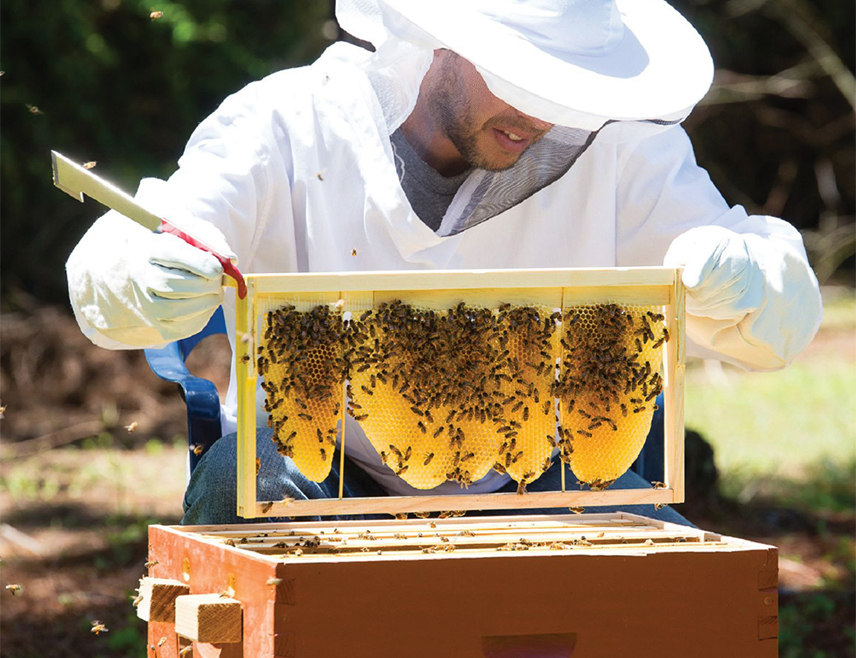 БЕРКОВИЋИ, 30. ОКTОБРА /СРНА/ - У Берковићима постоји потенцијал за развој пчеларства јер има довољно медоносних биљака, али је ова година била солидна по приносима због непогодних климатских услова, изјавио је дана предсједник Удружења пчелара "Берковићи" Божидар Војичић.