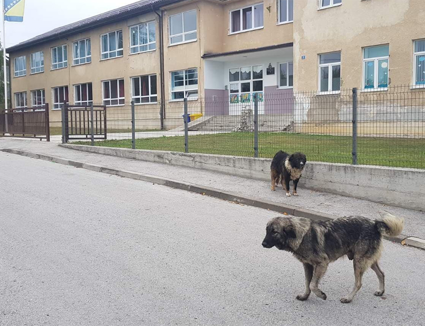 САРАЈЕВО, 30. ОКТОБРА /СРНА/ - На подручју Босанско-подрињског кантона данас и сутра спроводи се мјера уклањања паса луталица због чега је кантонална Влада олдучила да у свим основним и средњим школама обустави наставу.